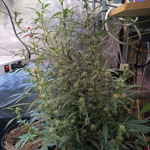 GDP ILGM orderX  growlog timeline photo