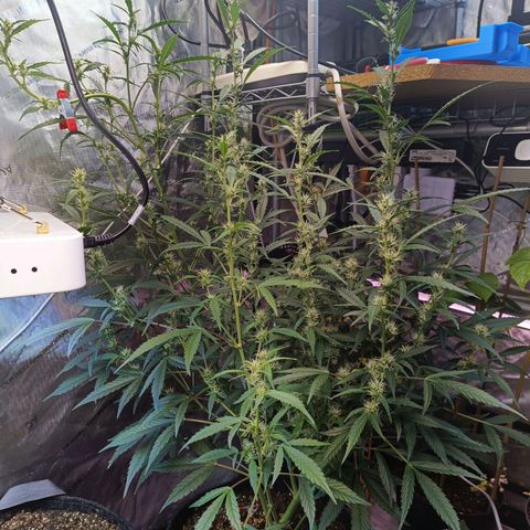 GDP ILGM orderX  growlog timeline photo