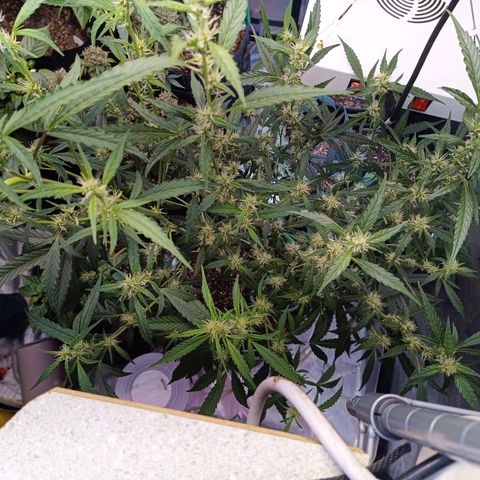 GDP ILGM orderX  growlog timeline photo