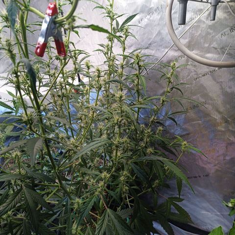 GDP ILGM orderX  growlog timeline photo