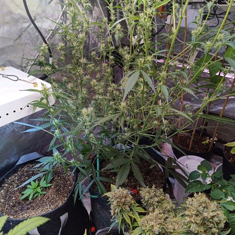 GDP ILGM orderX  growlog timeline photo