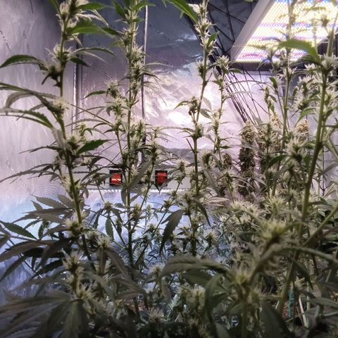 GDP ILGM orderX  growlog timeline photo