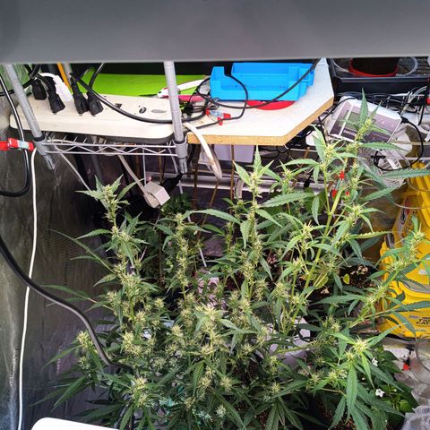 GDP ILGM orderX  growlog timeline photo