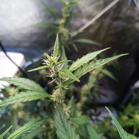 GDP ILGM orderX  growlog timeline photo