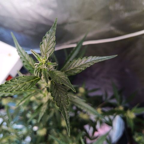 GDP ILGM orderX  growlog timeline photo