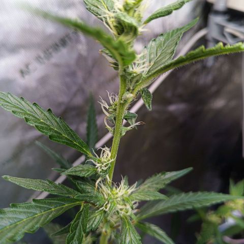 GDP ILGM orderX  growlog timeline photo