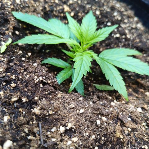 GDP ILGM orderX  growlog timeline photo