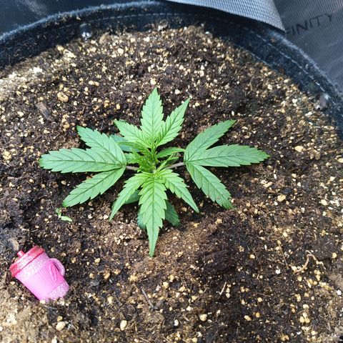 GDP ILGM orderX  growlog timeline photo