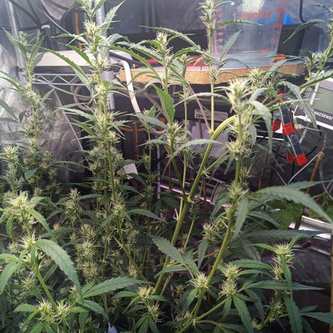 GDP ILGM orderX  growlog timeline photo