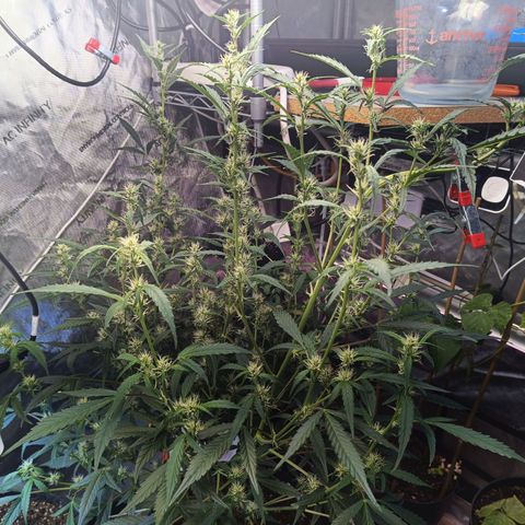 GDP ILGM orderX  growlog timeline photo