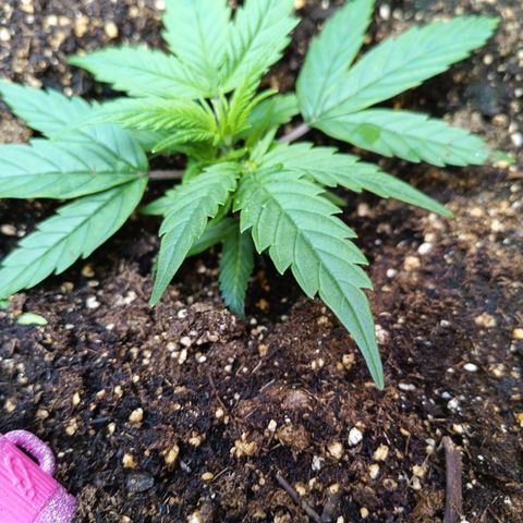 GDP ILGM orderX  growlog timeline photo