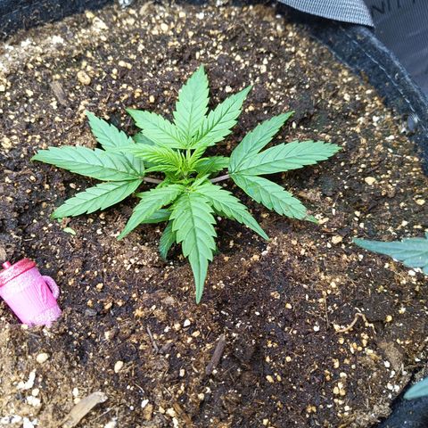 GDP ILGM orderX  growlog timeline photo