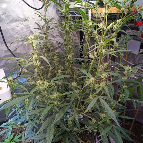 GDP ILGM orderX  growlog timeline photo