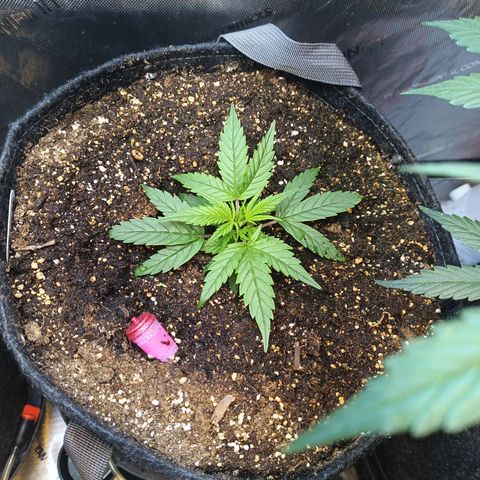 GDP ILGM orderX  growlog timeline photo