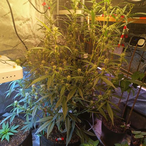 GDP ILGM orderX  growlog timeline photo