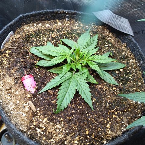 GDP ILGM orderX  growlog timeline photo