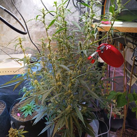 GDP ILGM orderX  growlog timeline photo