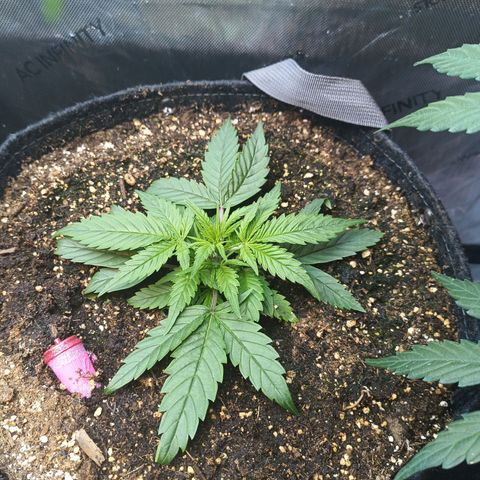 GDP ILGM orderX  growlog timeline photo