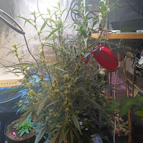 GDP ILGM orderX  growlog timeline photo