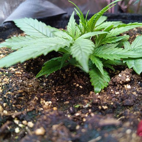 GDP ILGM orderX  growlog timeline photo
