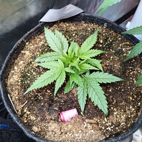 GDP ILGM orderX  growlog timeline photo