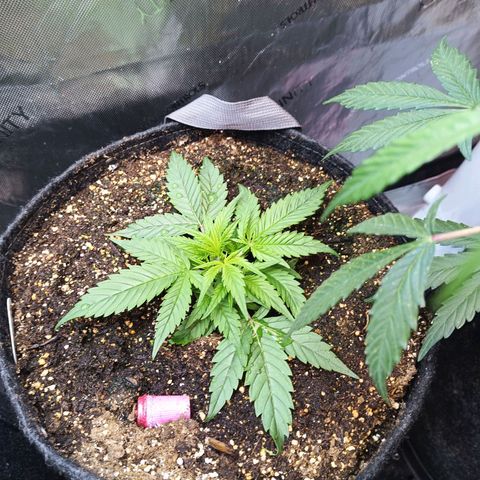 GDP ILGM orderX  growlog timeline photo