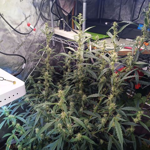 GDP ILGM orderX  growlog timeline photo