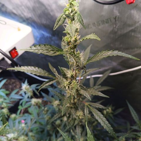 GDP ILGM orderX  growlog timeline photo