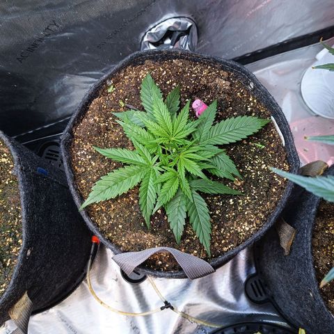 GDP ILGM orderX  growlog timeline photo
