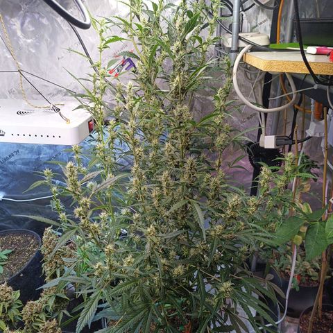 GDP ILGM orderX  growlog timeline photo