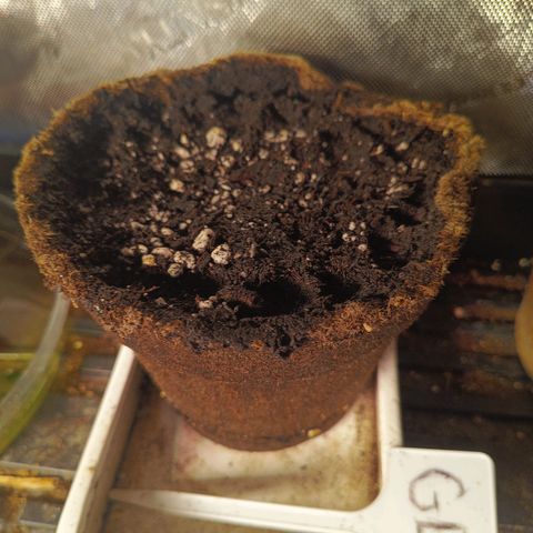Auto GDP growlog timeline photo