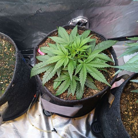 GDP ILGM orderX  growlog timeline photo