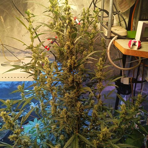 GDP ILGM orderX  growlog timeline photo