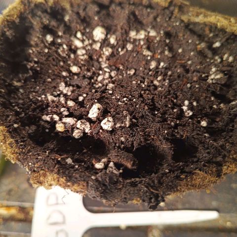 Auto GDP growlog timeline photo