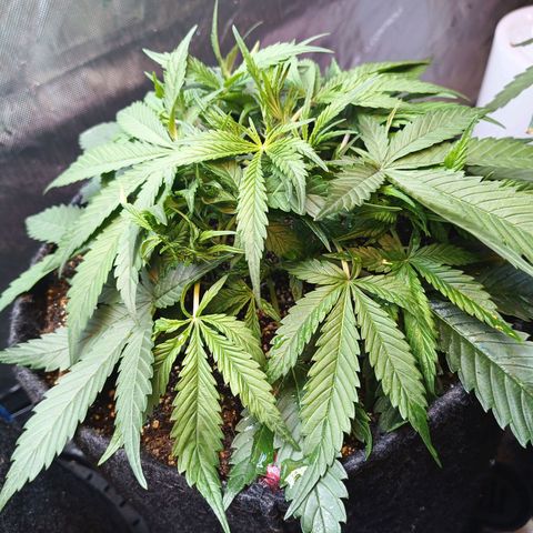 GDP ILGM orderX  growlog timeline photo