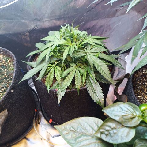 GDP ILGM orderX  growlog timeline photo