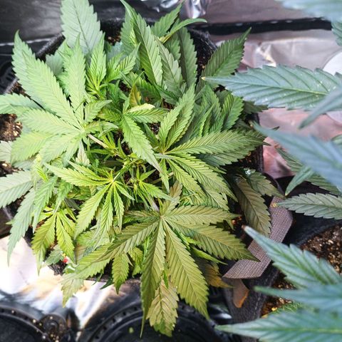 GDP ILGM orderX  growlog timeline photo