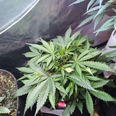 GDP ILGM orderX  growlog timeline photo