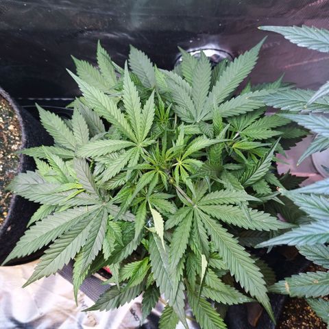 GDP ILGM orderX  growlog timeline photo