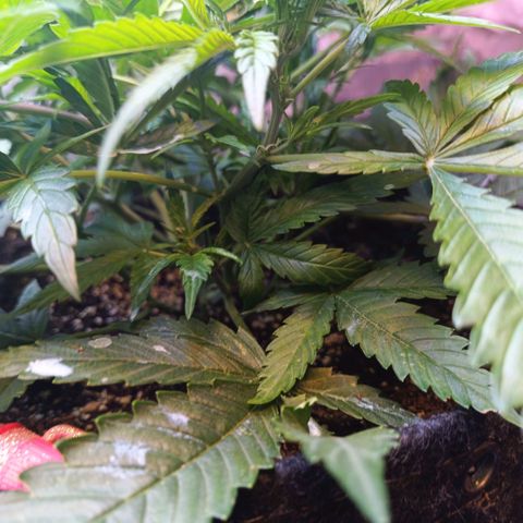 GDP ILGM orderX  growlog timeline photo