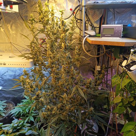 GDP ILGM orderX  growlog timeline photo