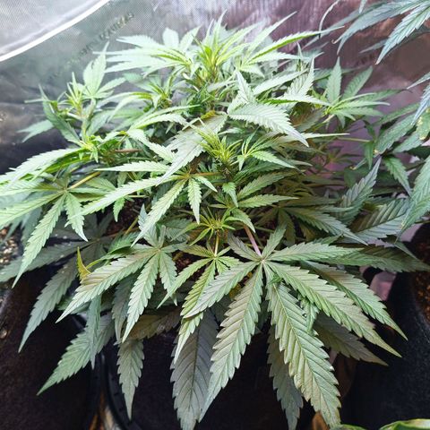 GDP ILGM orderX  growlog timeline photo