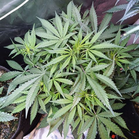 GDP ILGM orderX  growlog timeline photo