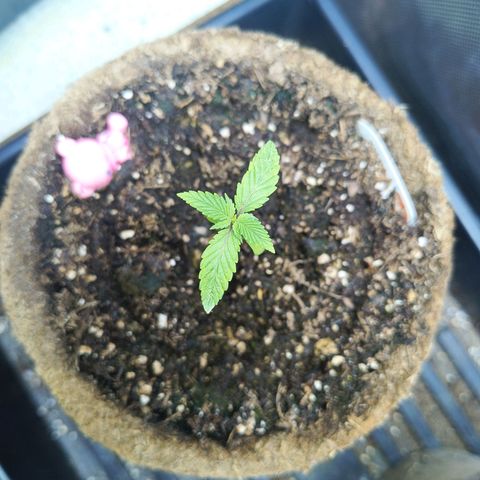 Auto GDP growlog timeline photo