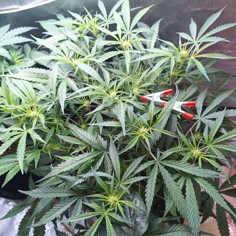 GDP ILGM orderX  growlog timeline photo