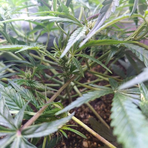 GDP ILGM orderX  growlog timeline photo