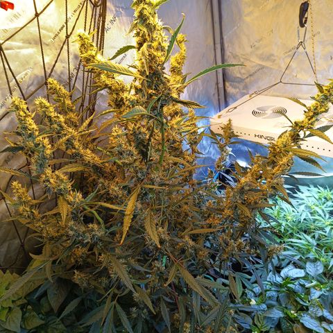 GDP ILGM orderX  growlog timeline photo