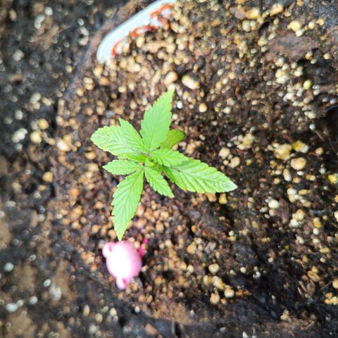 Auto GDP growlog timeline photo