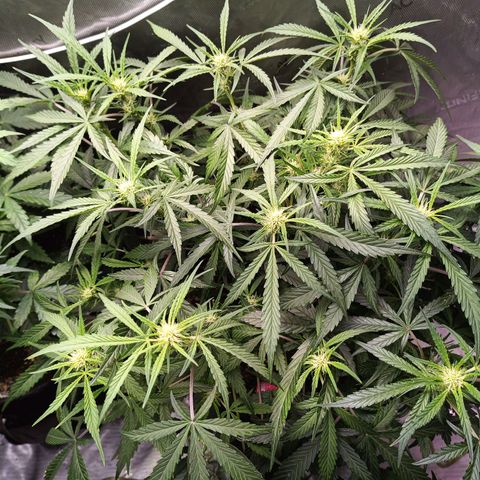 GDP ILGM orderX  growlog timeline photo