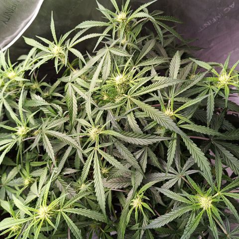 GDP ILGM orderX  growlog timeline photo